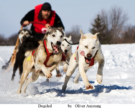 "Dogsled" - Photo by Oliver Auyeung