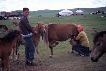 Picture of pastoralists milking mares