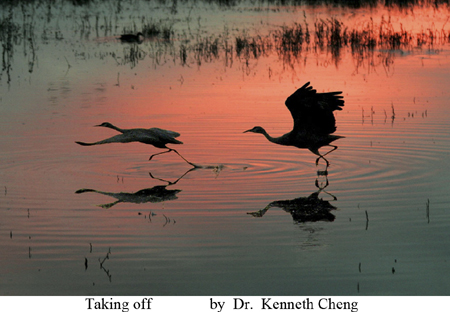 "Taking off" - Photo by Dr. Kenneth Cheng