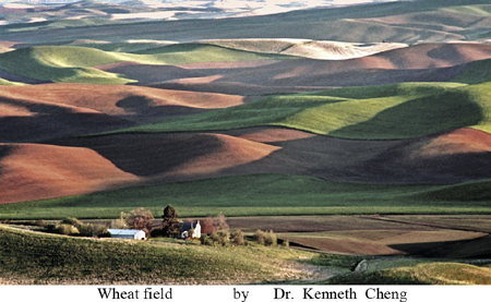"Wheat field"  - Photo by Dr. Kenneth Cheng