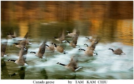 "Canada geese"  - Photo by Tam Kam Chiu